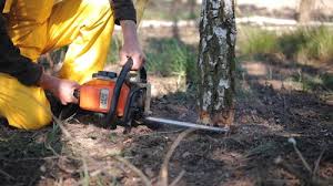 Best Tree Removal Services  in Fishers, IN